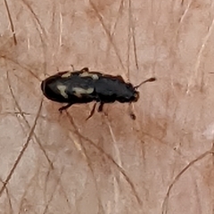 Glischrochilus vittatus