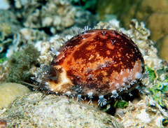 Callistocypraea aurantium