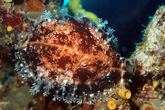 Callistocypraea aurantium