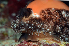 Callistocypraea aurantium