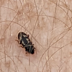 Glischrochilus vittatus