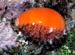 Callistocypraea aurantium