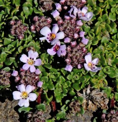 Junellia micrantha