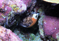 Callistocypraea aurantium