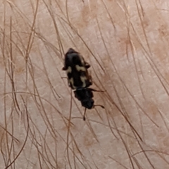 Glischrochilus vittatus