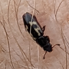 Glischrochilus vittatus