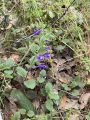 Scutellaria tuberosa