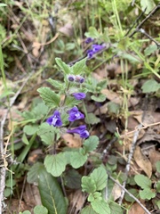 Scutellaria tuberosa