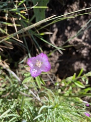 Clarkia amoena caurina