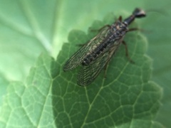 Raphidiinae