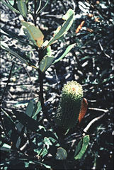 Banksia saxicola
