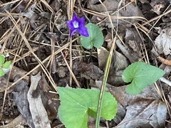 Viola hirsutula
