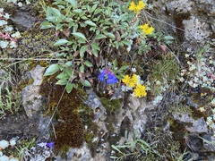 Penstemon subserratus