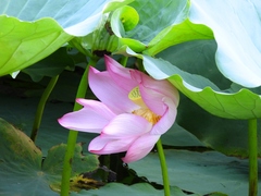 Nelumbo nucifera