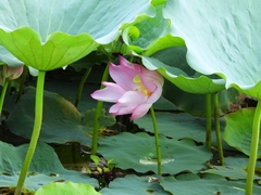 Nelumbo nucifera
