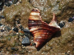 Monoplex pilearis