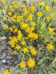 Genista tournefortii