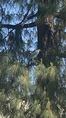 Nycticorax nycticorax