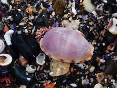 Talostolida pellucens