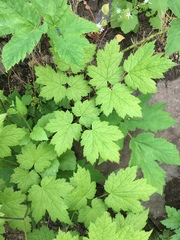 Actaea elata