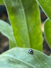 Psyllobora picta