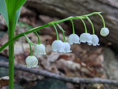 Convallaria pseudomajalis