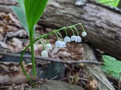 Convallaria pseudomajalis
