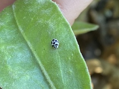 Psyllobora picta