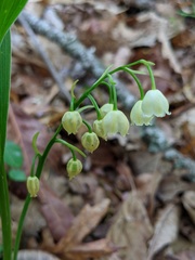 Convallaria pseudomajalis