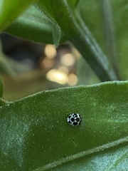 Psyllobora picta