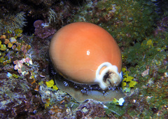 Callistocypraea aurantium