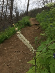 Actaea elata