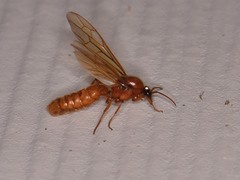 Labidus