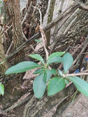 Iochroma arborescens