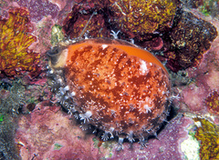 Callistocypraea aurantium