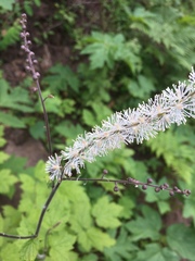 Actaea elata