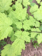 Actaea elata