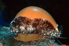 Callistocypraea aurantium