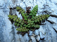 Asplenium petrarchae petrarchae