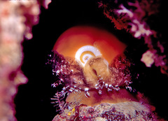 Callistocypraea aurantium