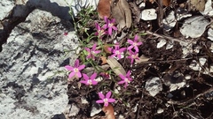 Zeltnera beyrichii