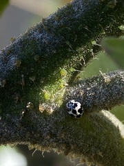 Psyllobora picta