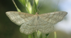 Idaea macilentaria
