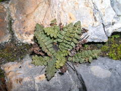Asplenium petrarchae petrarchae