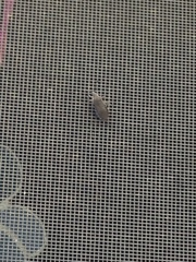 Catorhintha apicalis