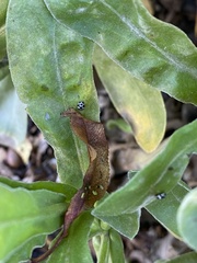 Psyllobora picta