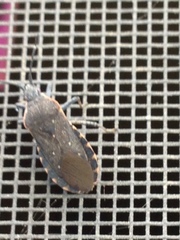 Catorhintha apicalis