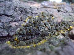 Physarum polycephalum