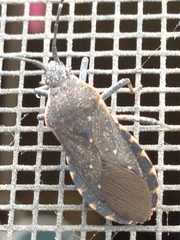 Catorhintha apicalis