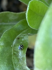 Psyllobora picta